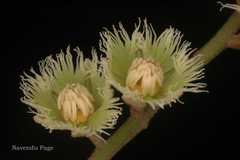 Elaeocarpus braceanus